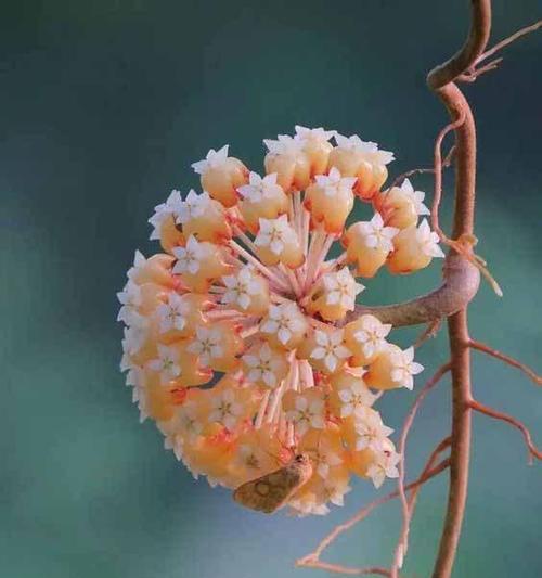 代表坚韧不拔的花是什么？坚韧不拔的花语是什么？