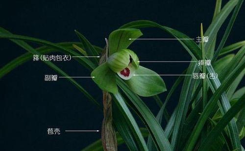 兰科代表植物有哪些？兰科植物的主要特征是什么？