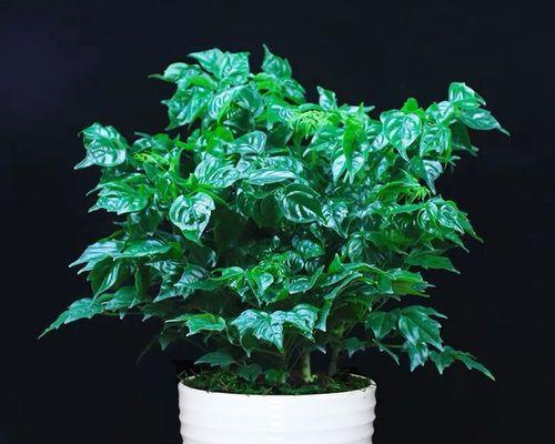 树木是植物吗？树木属于什么类植物？
