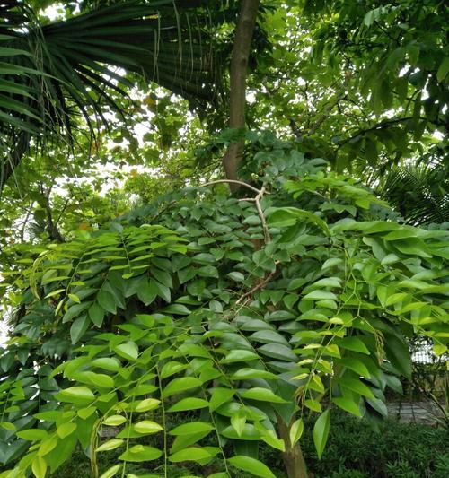 树是什么植物类别？树属于什么科植物？