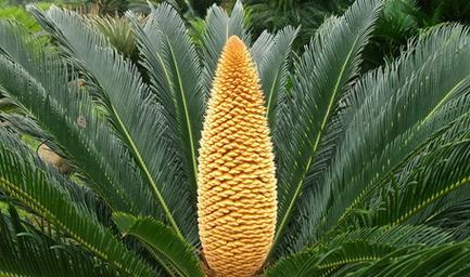树是什么植物类别？树属于什么科植物？