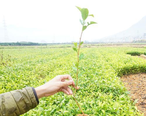 茶叶是农作物吗？茶叶的植物分类是什么？