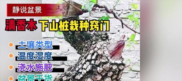 清香木下山桩怎么养护？清香木下山桩养护方法和注意事项是什么？