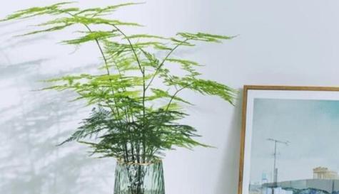 水养文竹怎么养才能更旺盛？水养文竹养护技巧有哪些？
