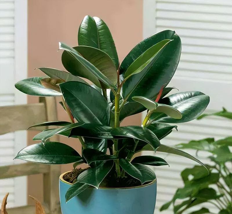 金牛座养什么植物旺财？金牛座旺财植物有哪些推荐？