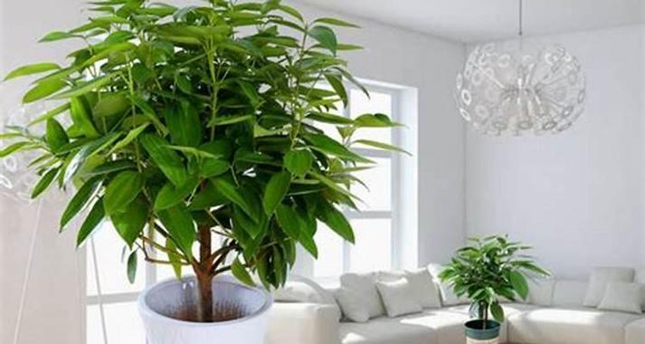 进门处适合放什么植物？进门处摆放植物有哪些讲究？
