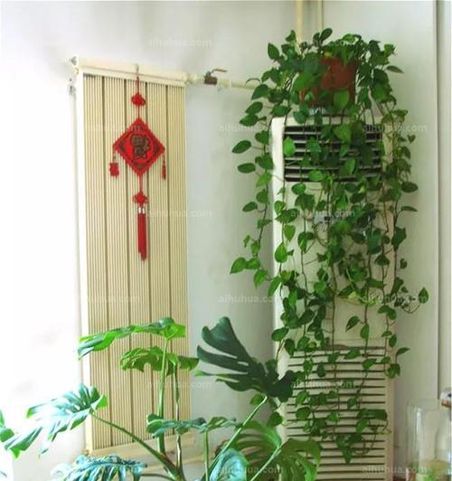 进门处适合放什么植物？进门处摆放植物有哪些讲究？