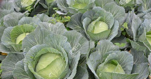 圆白菜什么时候种植最好？圆白菜最佳种植时间是什么时候？