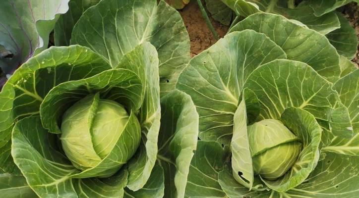 圆白菜什么时候种植最好？圆白菜最佳种植时间是什么时候？