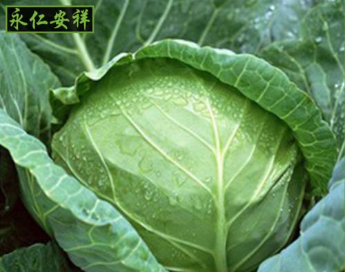 圆白菜什么时候种植最好？圆白菜最佳种植时间是什么时候？