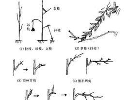 金鸡菊摘心打顶时间是什么时候？金鸡菊摘心打顶方法是什么？