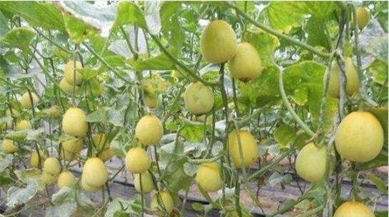 香瓜几月份种植合适？香瓜的种植时间和方法是什么？