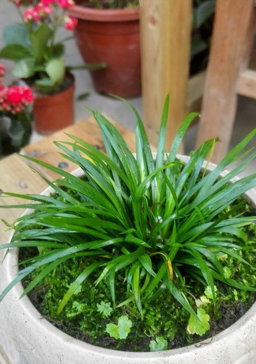 蒲菜是什么植物类别？蒲菜的植物分类是什么？