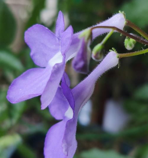 海豚花的花期是什么时候？海豚花的开花时间和花期有多久？