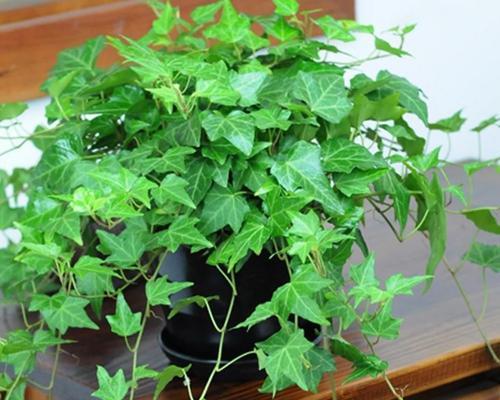 夜间释放氧气的植物有哪些？适合夜间养护的植物有哪些？