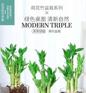 文昌竹怎么养殖？文昌竹的养殖方法和注意事项是什么？