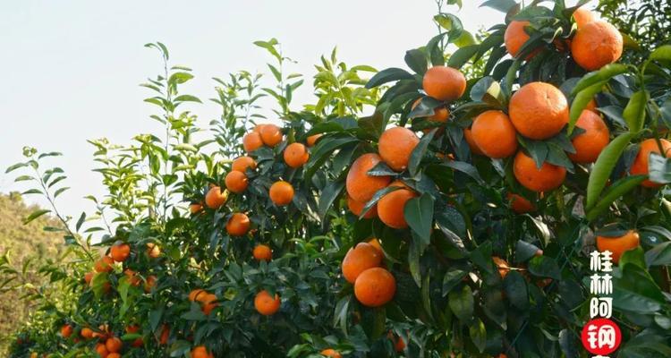 沃柑什么时候成熟上市？沃柑的成熟时间和季节是什么？