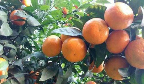 沃柑什么时候成熟上市？沃柑的成熟时间和季节是什么？