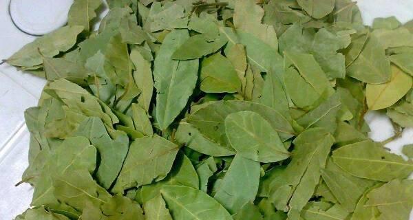 丁香茶是什么树的叶子？丁香茶的制作原料是什么？