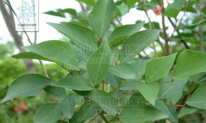 丁香茶是什么树的叶子？丁香茶的制作原料是什么？