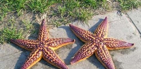 海星花有毒吗？海星花可以放在室内养吗？
