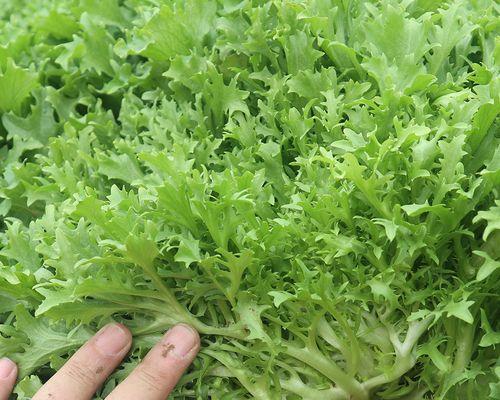 苦菊的种子是什么样子的？苦菊种子的外观特征是什么？