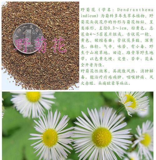 苦菊的种子是什么样子的？苦菊种子的外观特征是什么？