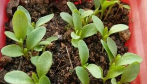 葵花籽什么时候播种合适？葵花籽最佳播种时间是什么时候？