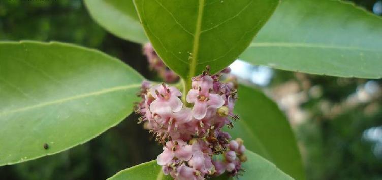 冬青开花象征什么？冬青花语有哪些含义？