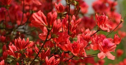 杜鹃花的花语是什么？如何表达爱意和祝福？