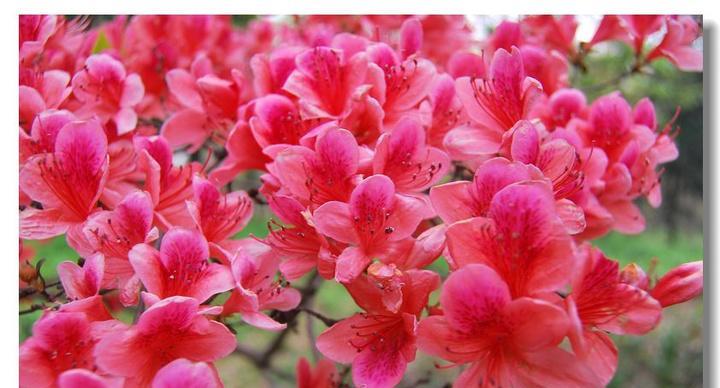 杜鹃花的花语是什么？如何表达爱意和祝福？
