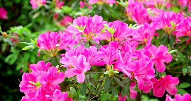 杜鹃花的花语是什么？如何表达爱意和祝福？