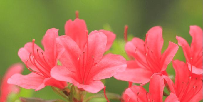 杜鹃花象征的生肖是什么？十二生肖中哪个与杜鹃花相关？