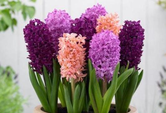 风信子开花预示着什么意思？花语背后隐藏的含义是什么？
