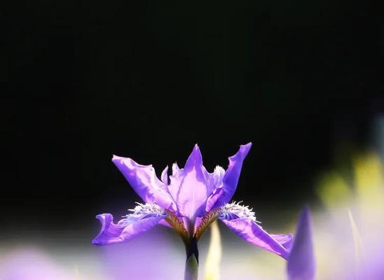 鸽子花的花语含义是什么？如何正确解读鸽子花的象征意义？