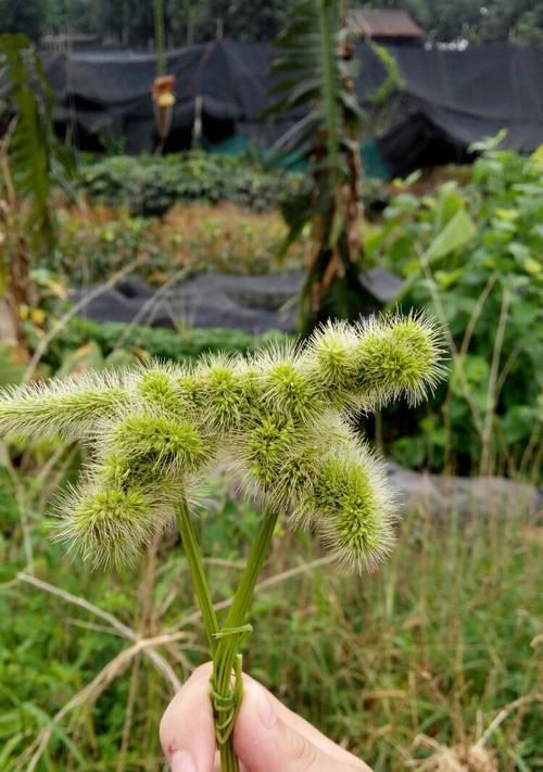 狗尾巴花的花语是什么？如何正确解读其含义？