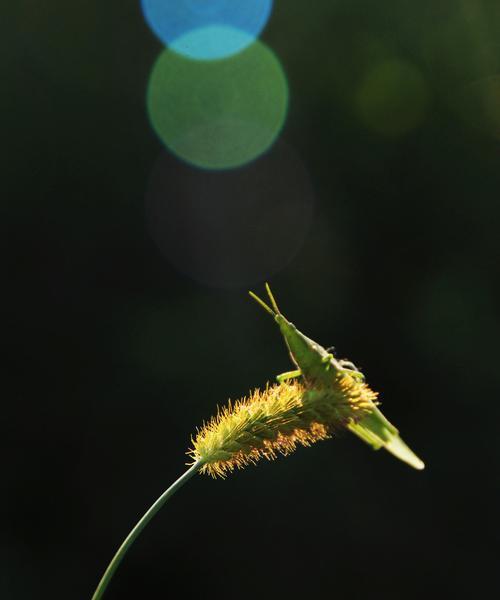 狗尾巴花的花语是什么？如何正确解读其含义？