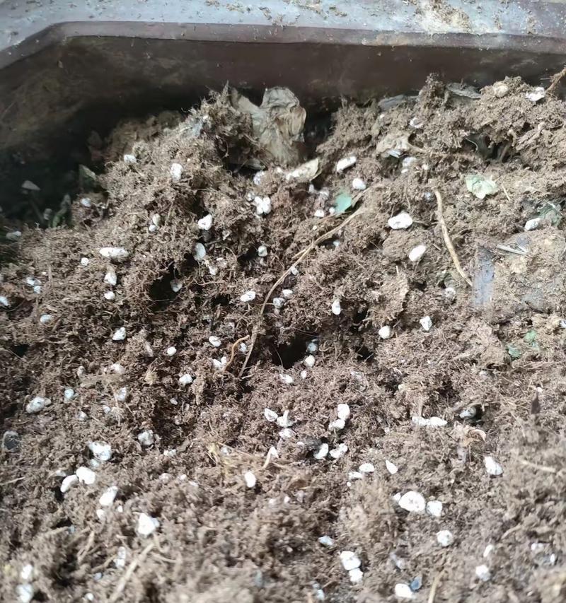 花盆土壤表面白色东西是什么？原因何在？
