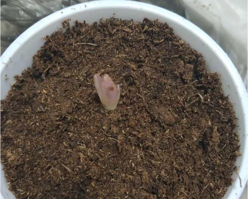 花盆土里的小格子是什么原因造成的？如何解决？