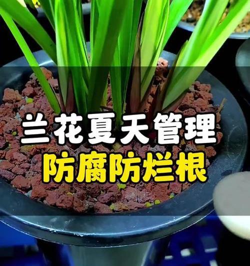 兰花盆种植技巧有哪些？如何让兰花生长得更好？