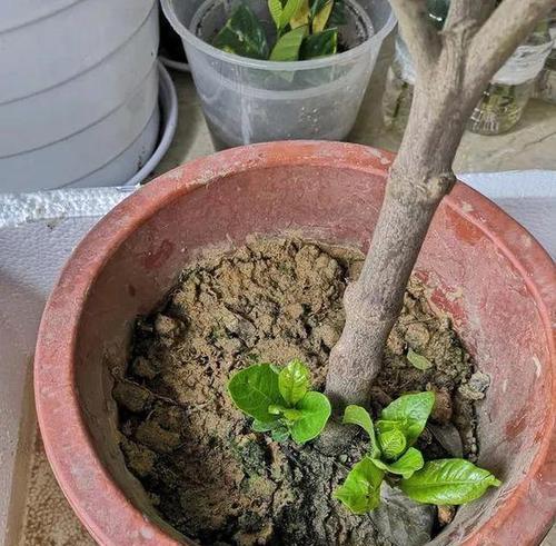 花盆土壤白色板结如何处理？哪种药剂效果最佳？