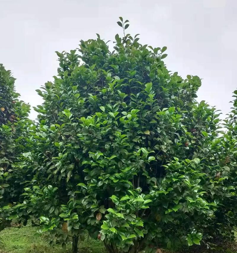 桂平地区种植哪些花草树木最合适？桂平花草树木种植推荐有哪些？