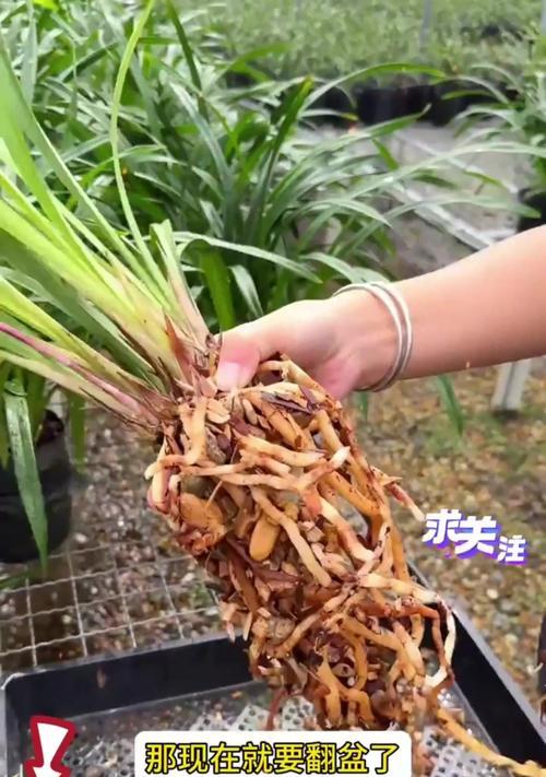 兰花盆水垢如何有效去除？有哪些清理技巧？