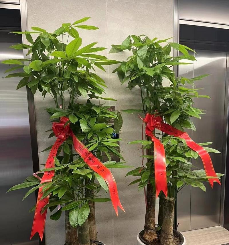发财树摆放数量有讲究吗？最佳位置如何选择？
