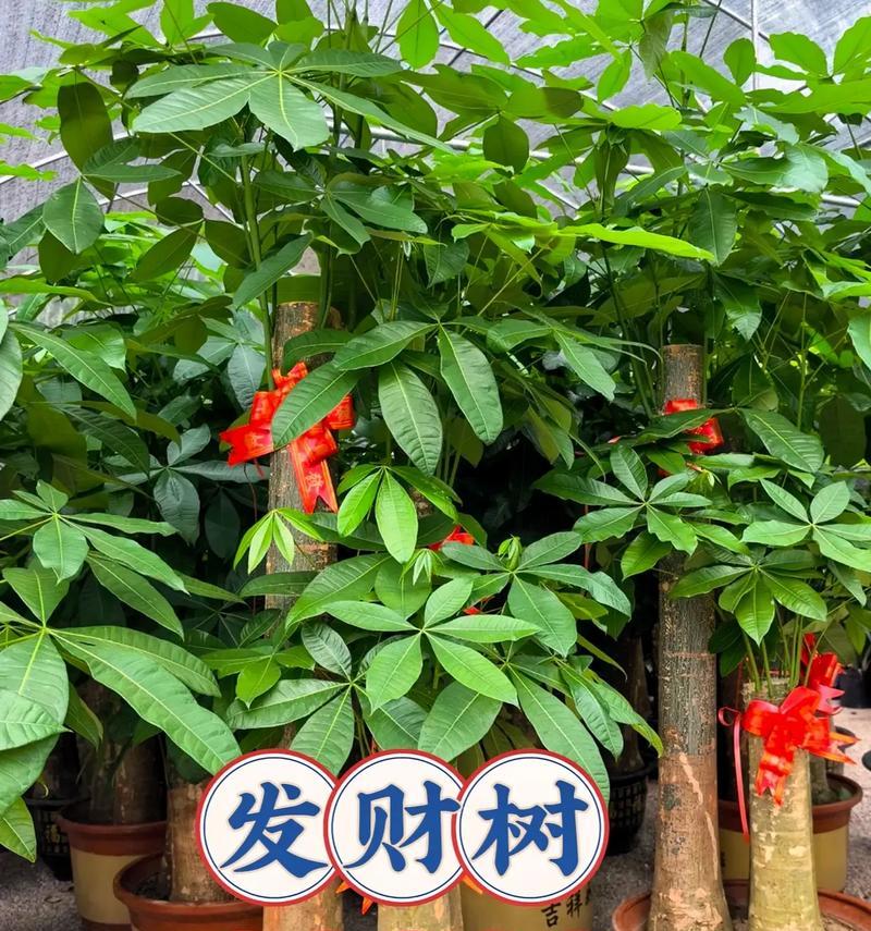 发财树摆放数量有讲究吗？最佳位置如何选择？