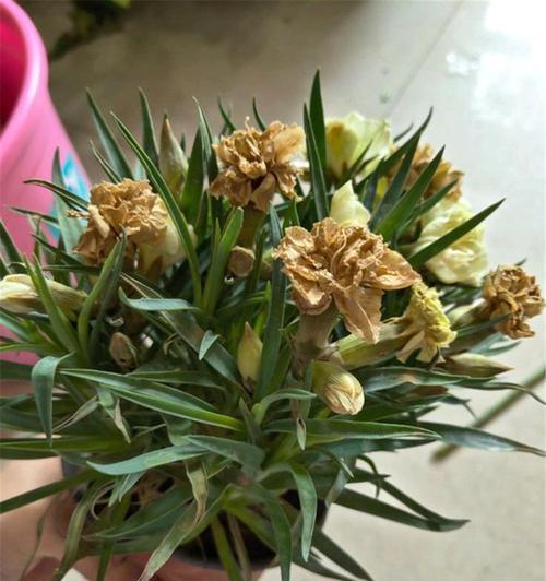 盆栽康乃馨的浇水频率应如何调整？怎样才算合适？