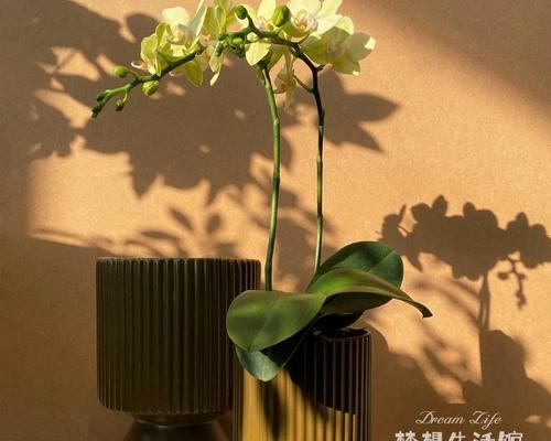 水培花盆土里白色东西是什么？如何处理？