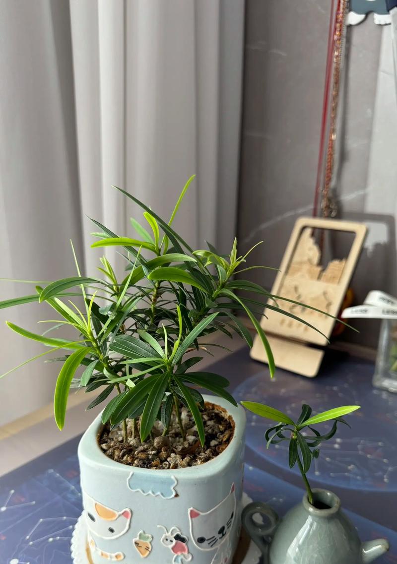水培花盆土里白色东西是什么？如何处理？
