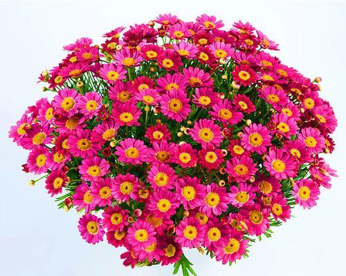 玛格丽特花象征着什么？如何理解其花语含义？