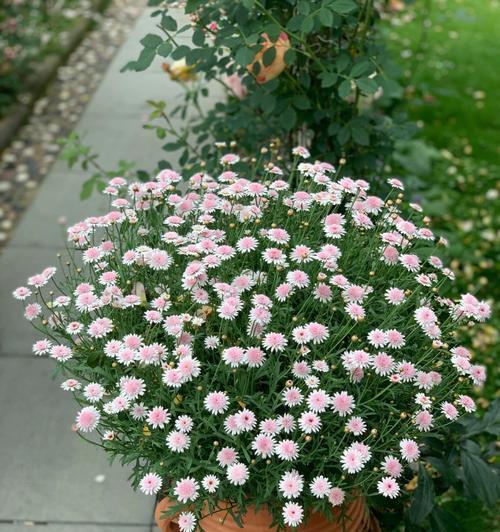 玛格丽特花象征着什么？如何理解其花语含义？